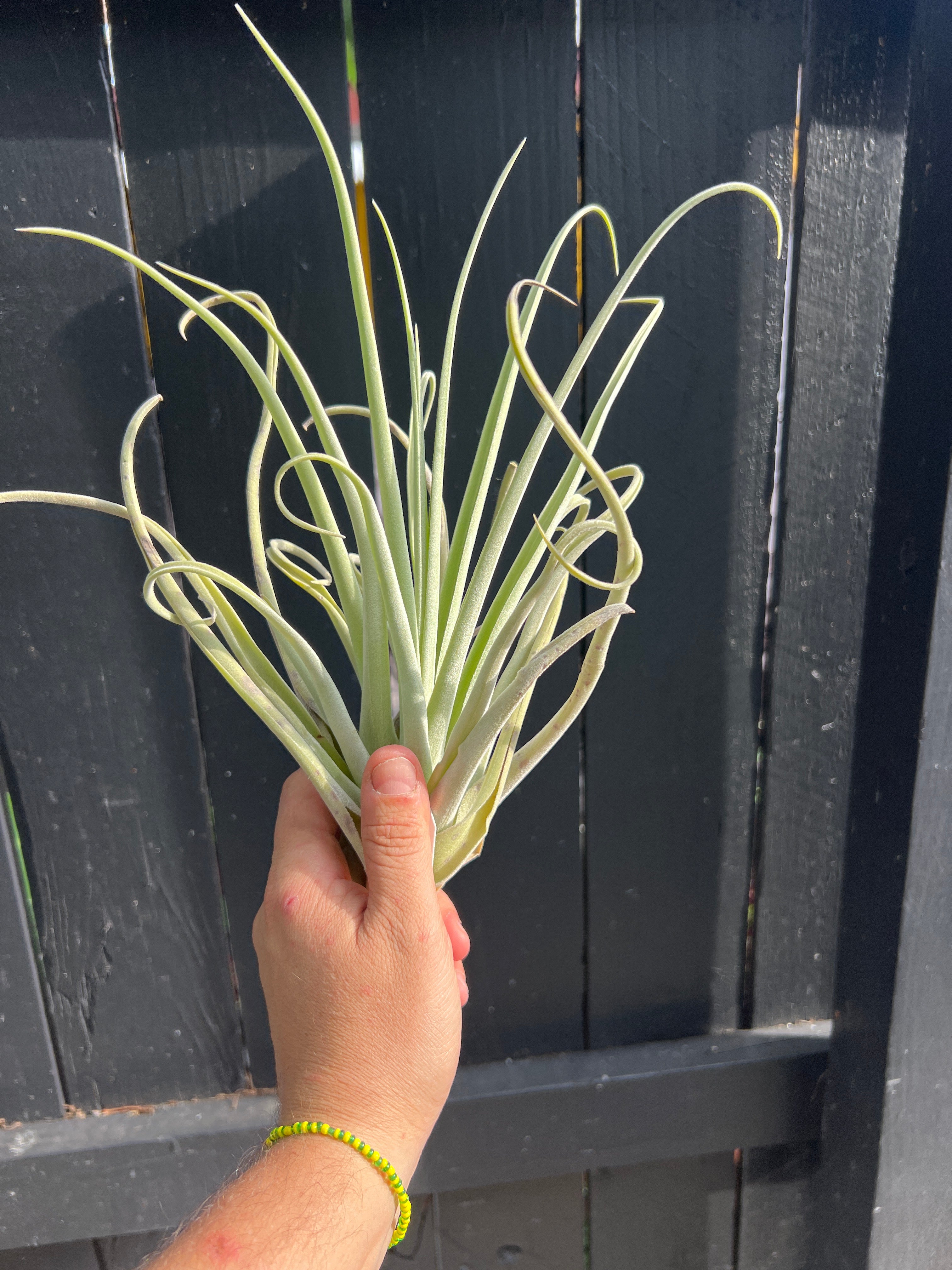 Tillandsia. Burnt Fingers