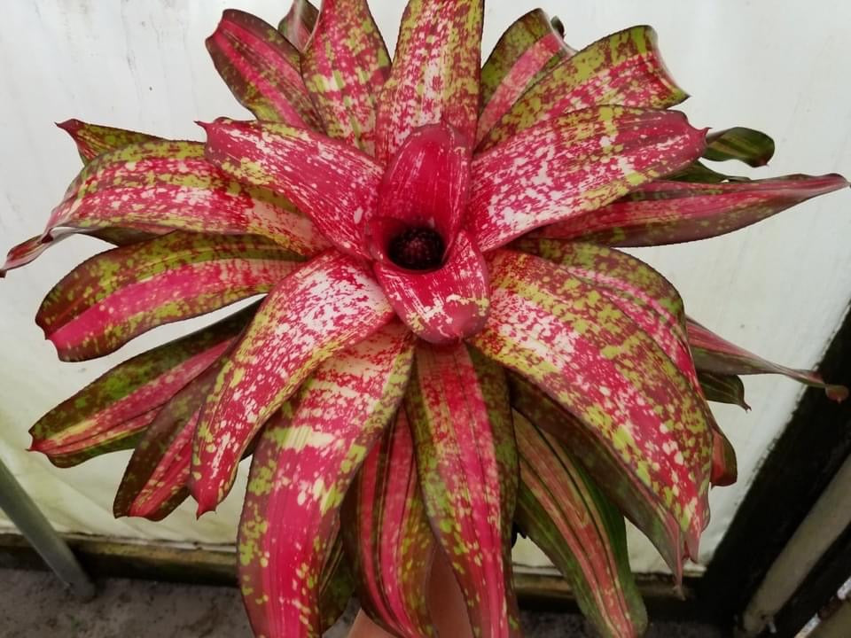 Neoregelia Smokin Hot “Skotak”