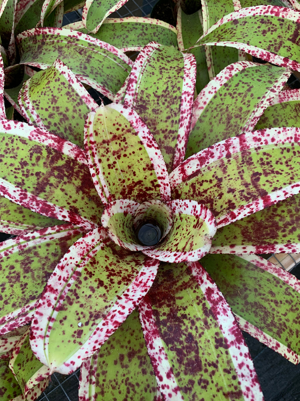 Neoregelia Ambrosia