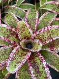 Neoregelia Ambrosia