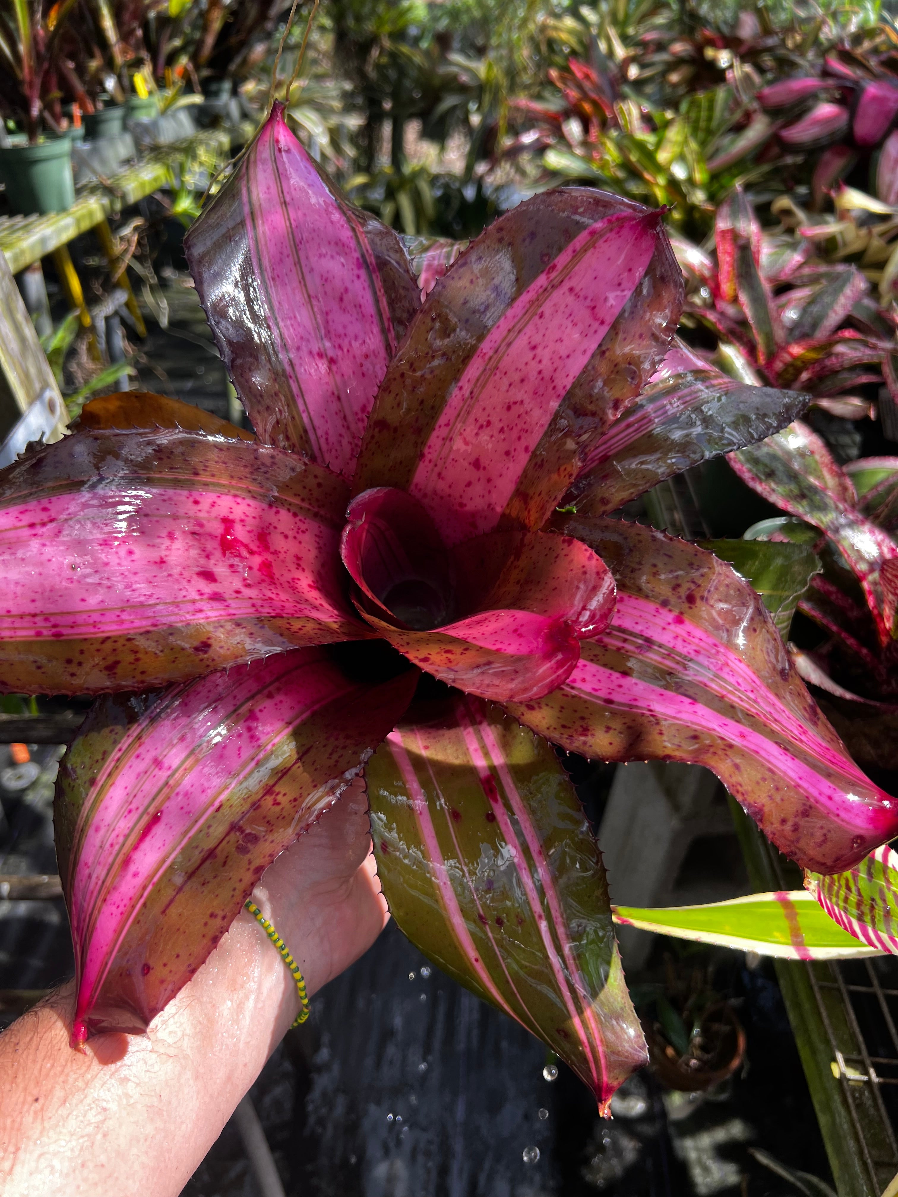 Neoregelia Hot Cargo "Skotak"