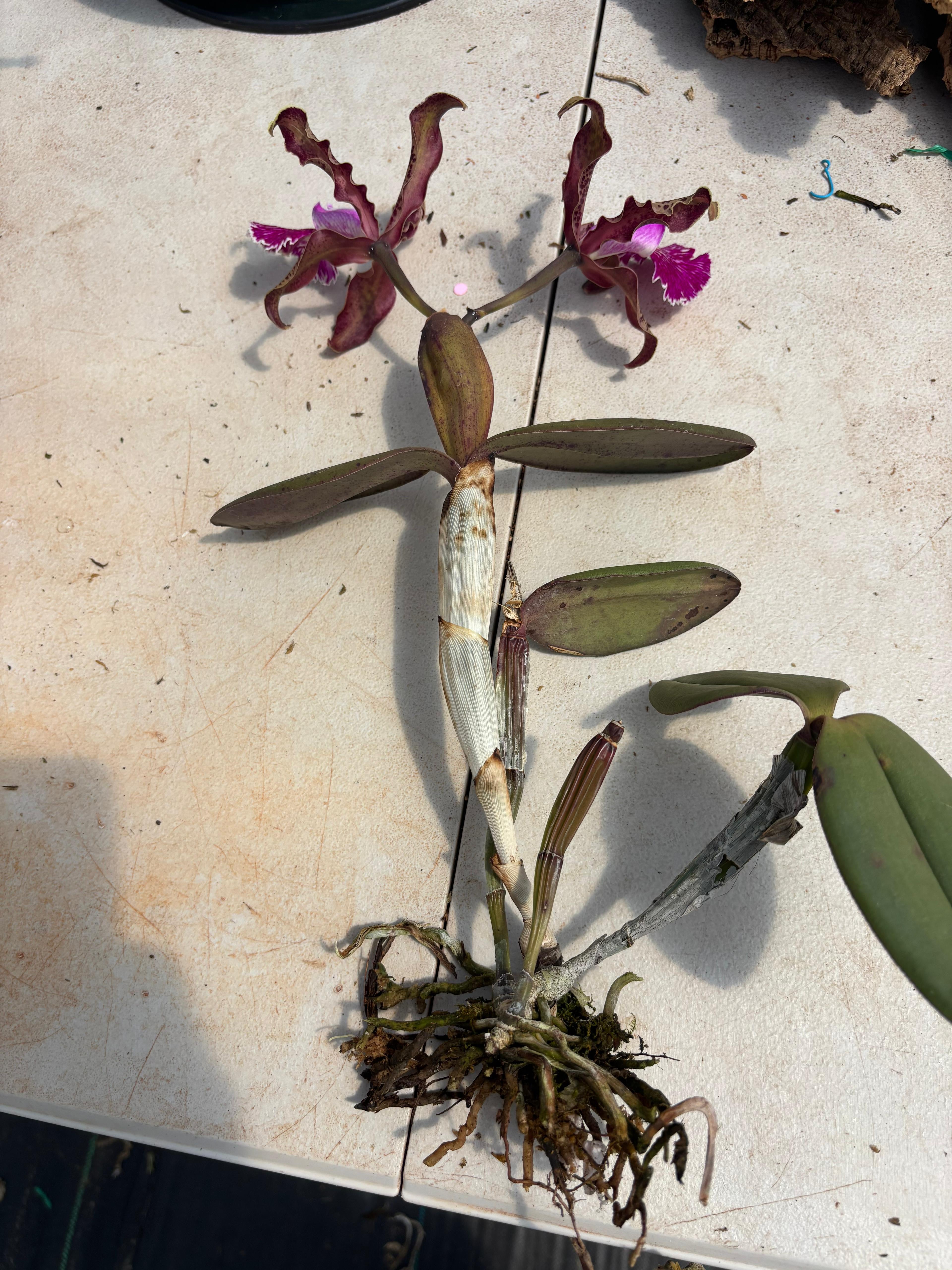 Cattleya Schilleriana "Canaima"