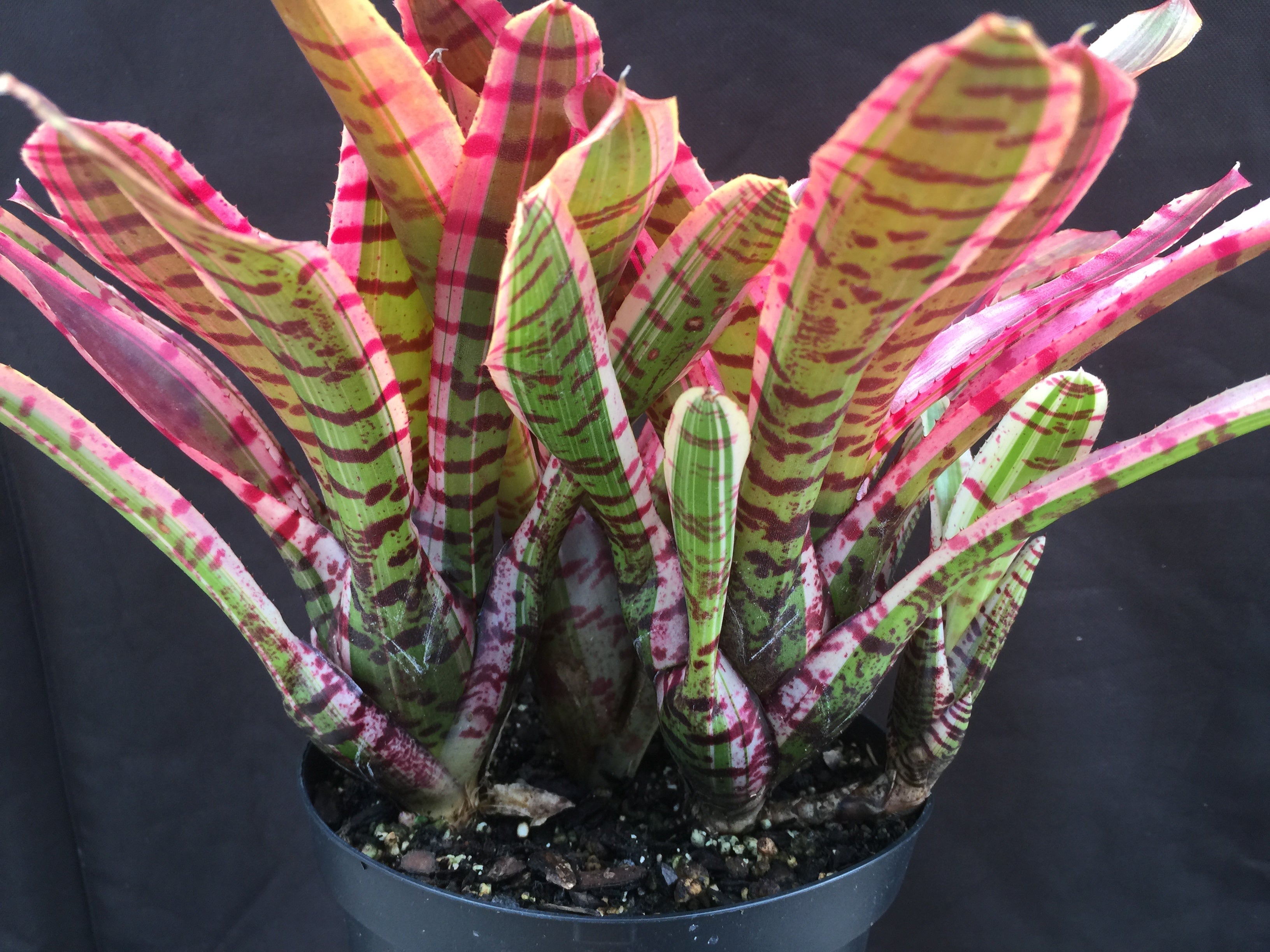 Neoregelia Red Bull “Skotak”