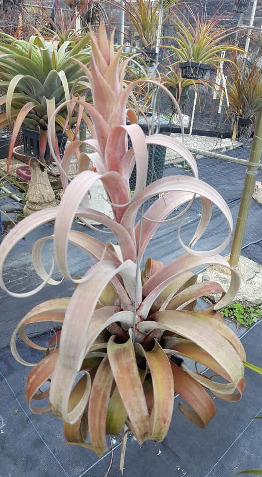 Tillandsia Michele