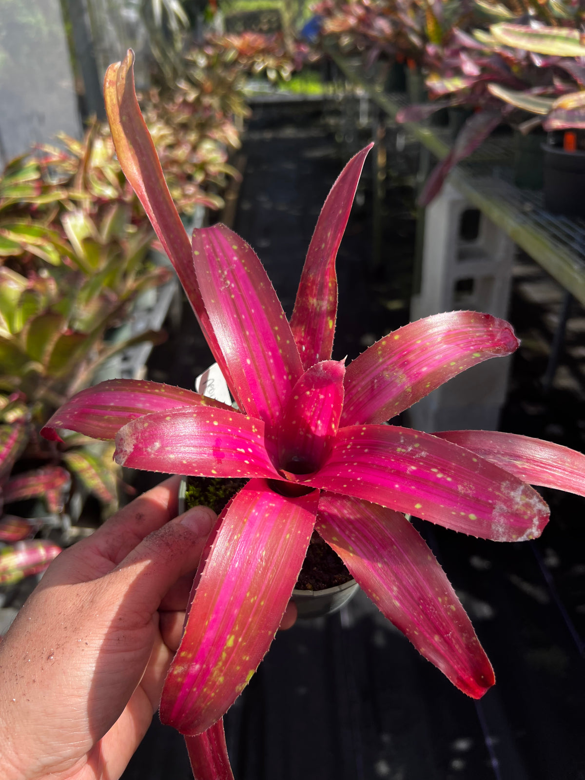 Neoregelia Virtuous "Skotak"