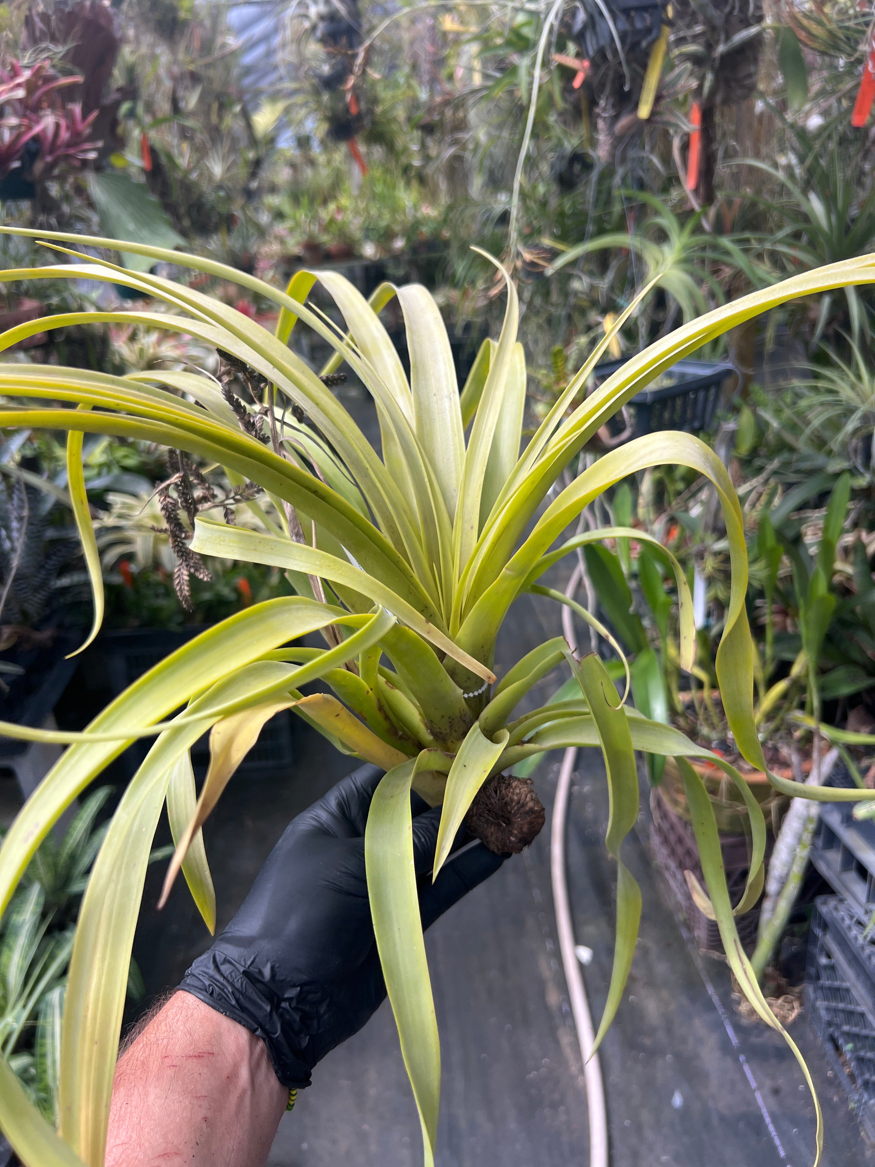Racinaea Multiflora V. Multiflora "RARE"