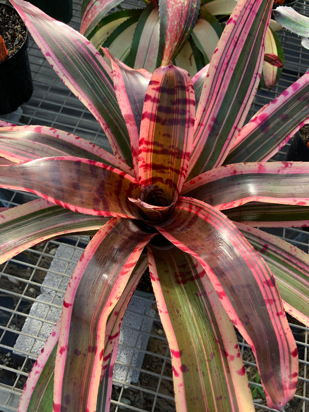 Neoregelia Electrified "Skotak"