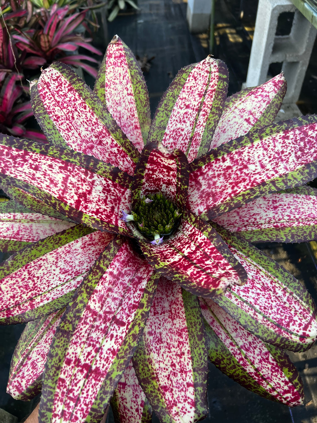 Neoregelia Acceleration “Skotak”