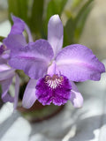 Cattleya Lueddemanniana Coerulea “Canaimas Midnight”