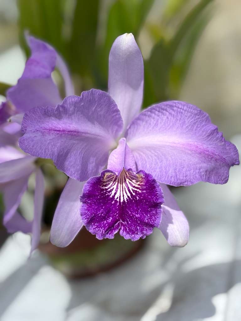 Cattleya Lueddemanniana Coerulea “Canaimas Midnight”