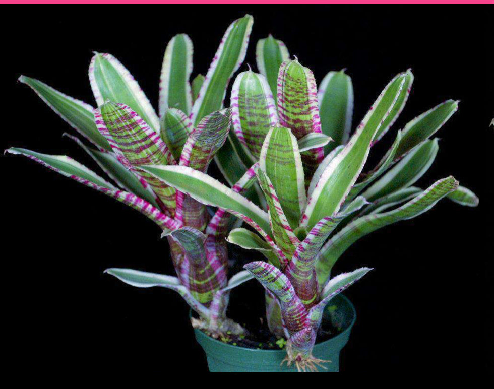 Neoregelia Balboa “Skotak”