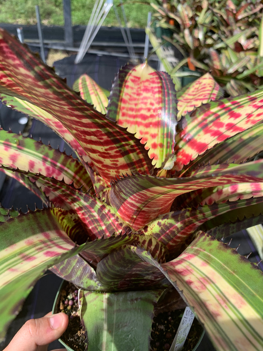 Neoregelia Twisted Sister "Skotak"