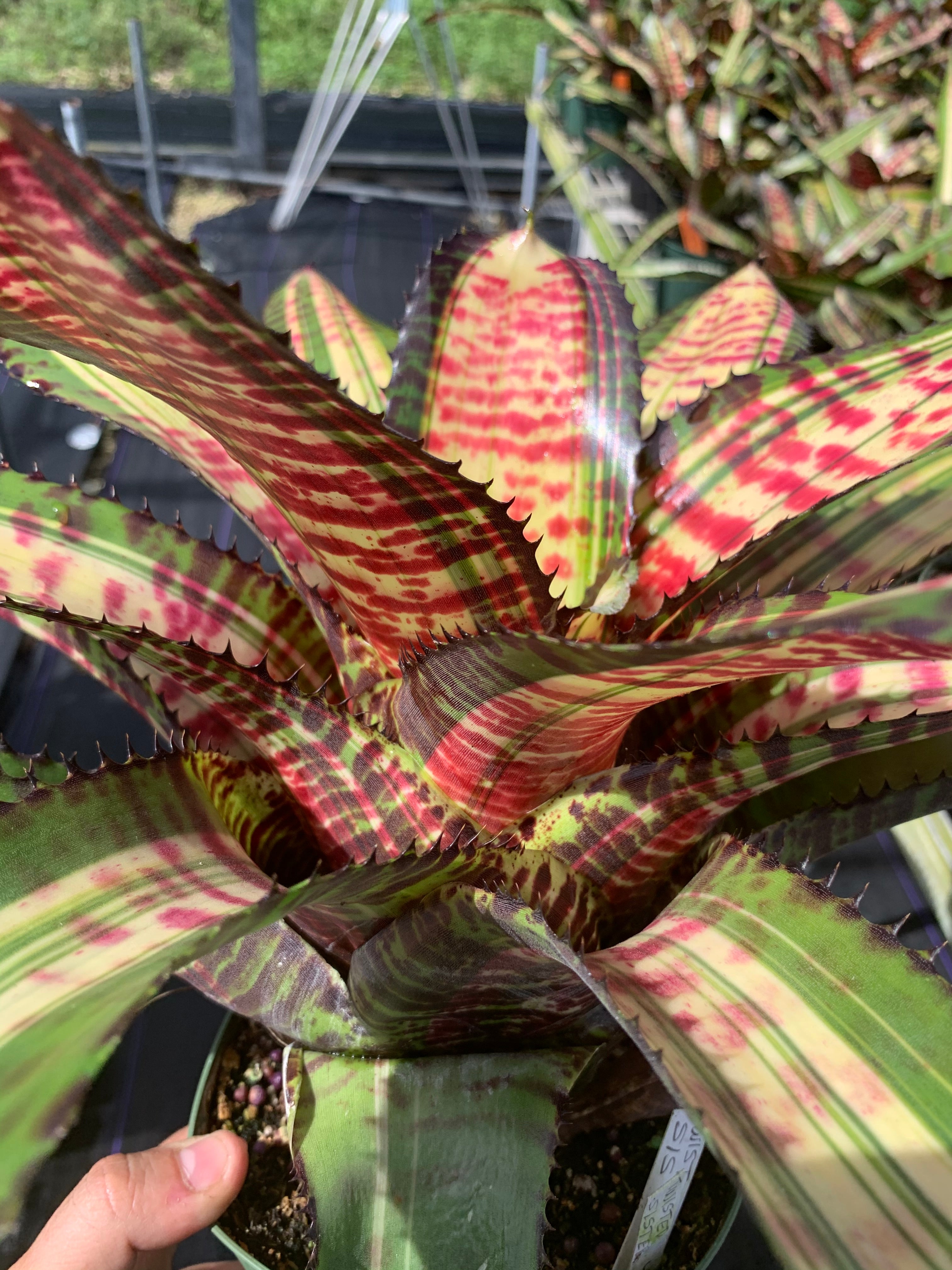Neoregelia Twisted Sister "Skotak"