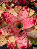 Neoregelia Cherry Float