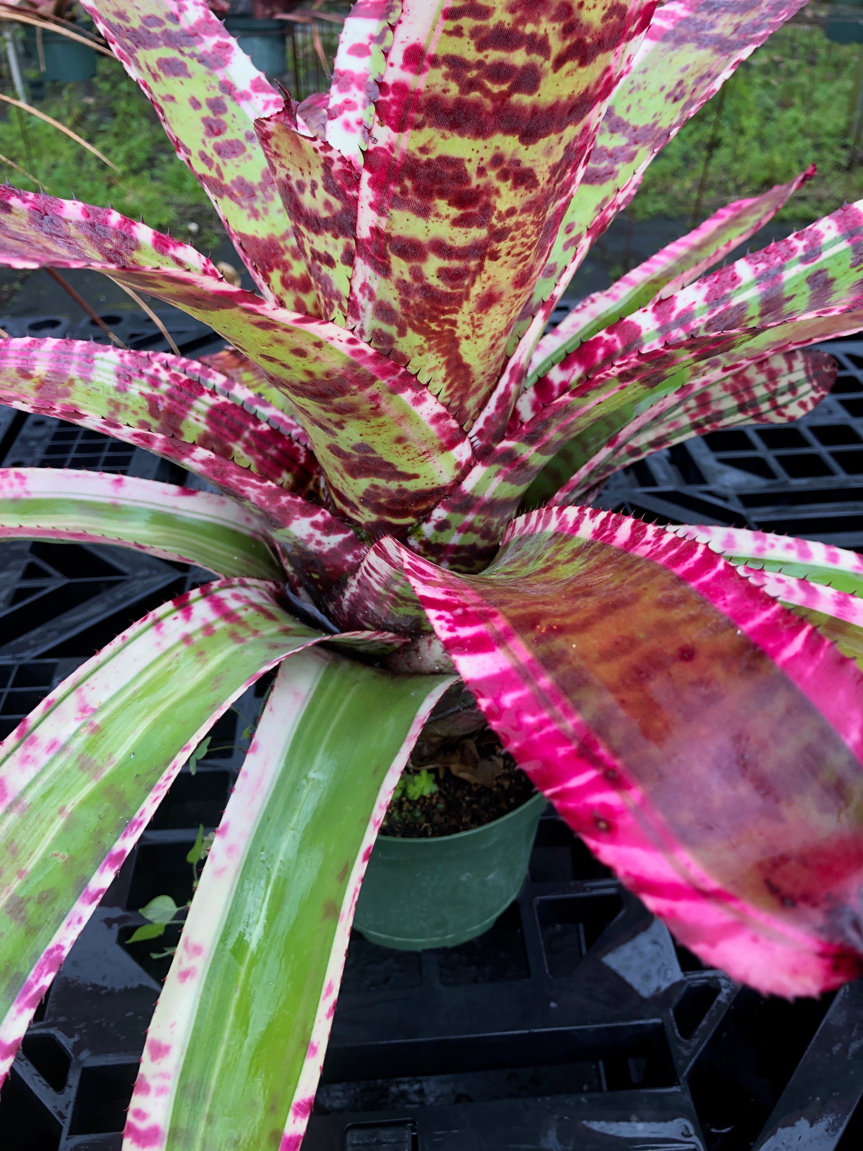 Neoregelia Uproar “Skotak”