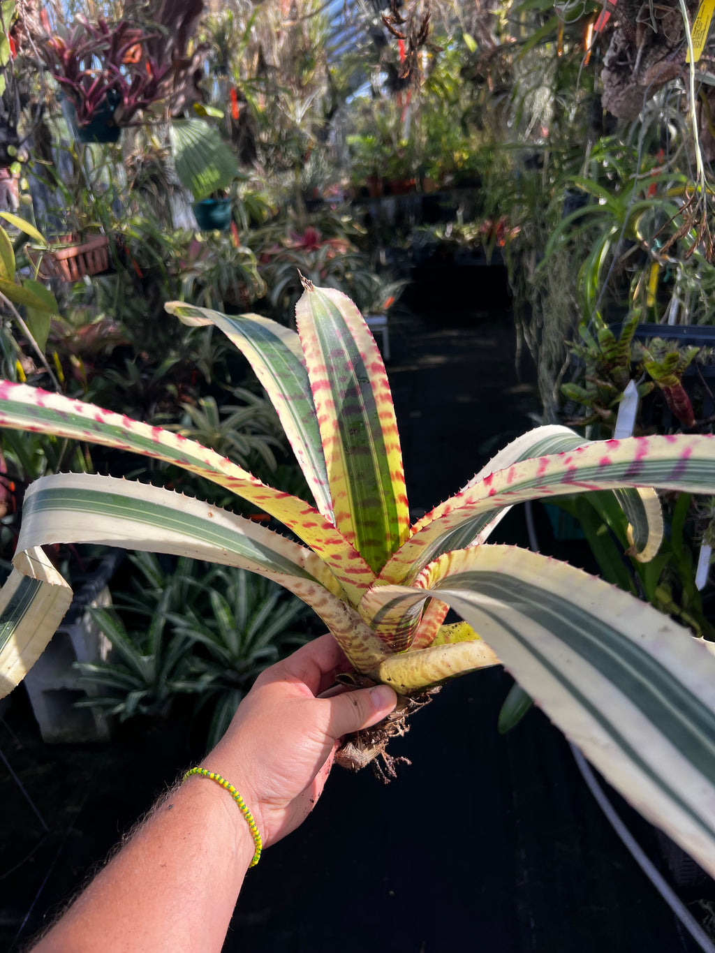 Neoregelia Awesome Tiger "Skotak"