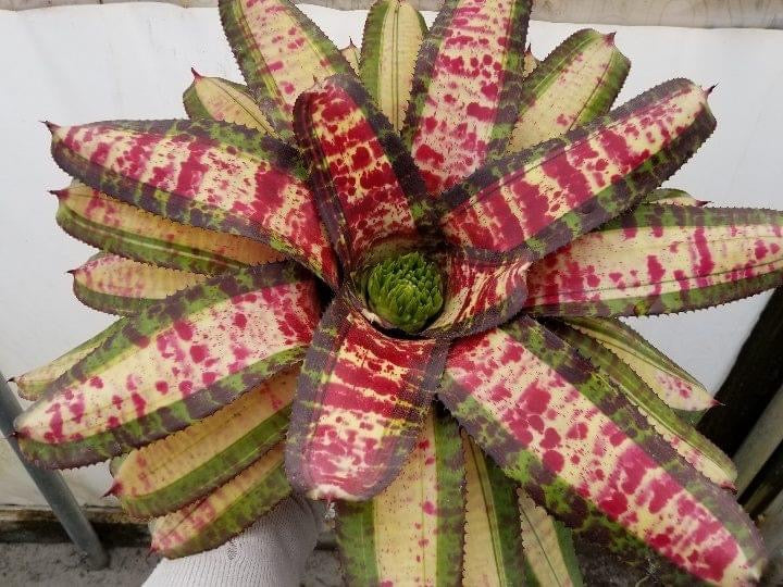 Neoregelia Notorious