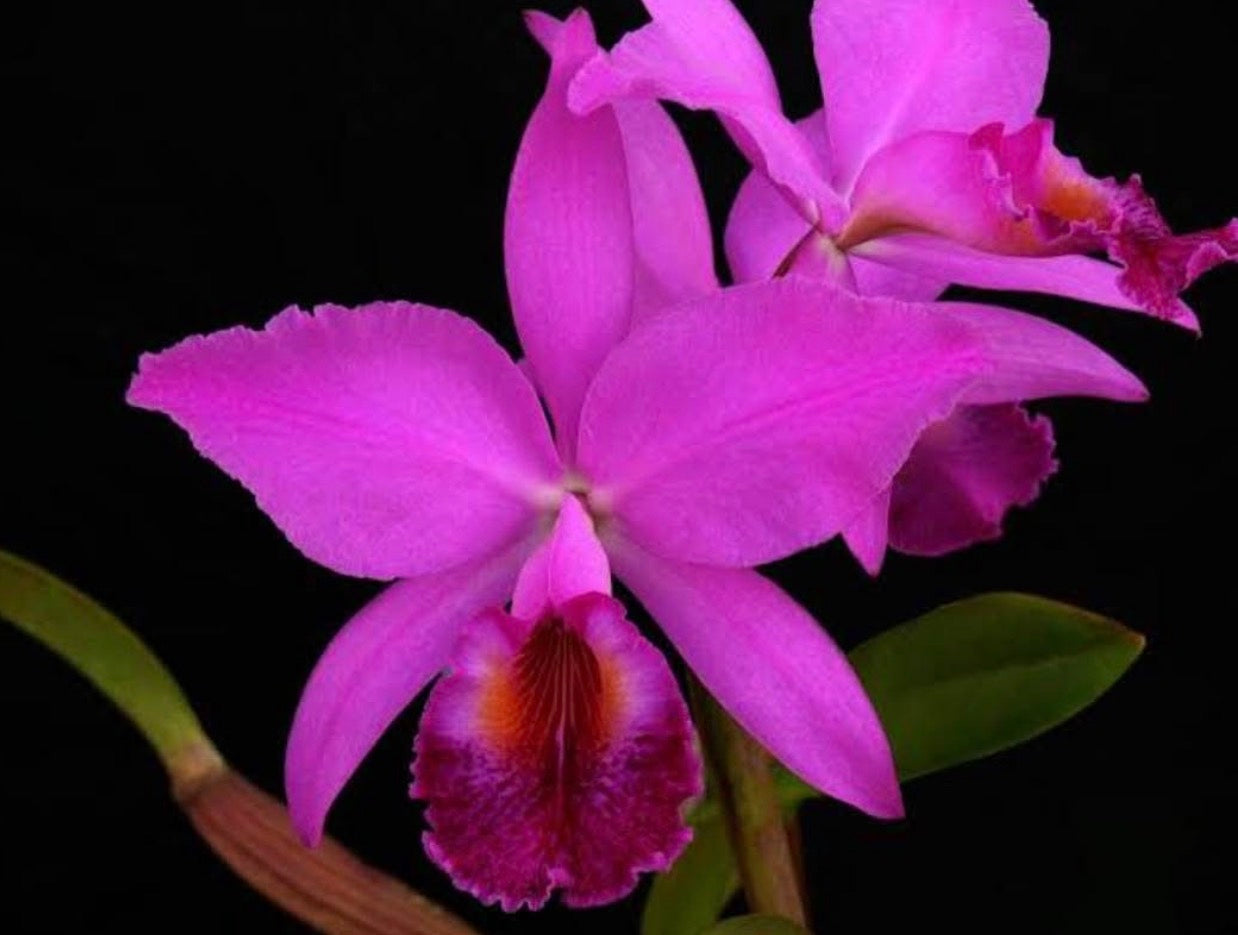 Cattleya Jenmanii Rubra