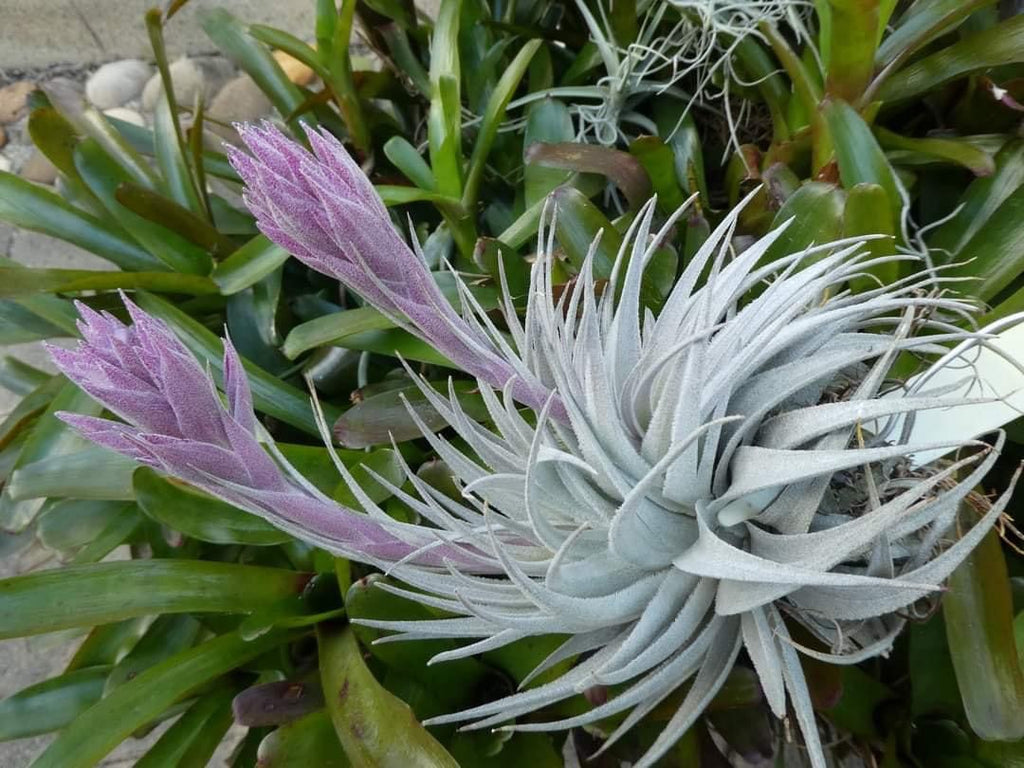 Tillandsia Gardneri Var. Rupricola “PINK FORM”