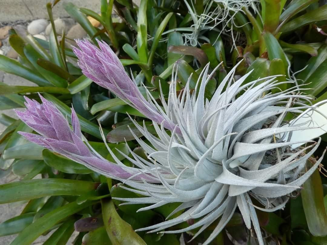 Tillandsia Gardneri Var. Rupricola “PINK FORM”