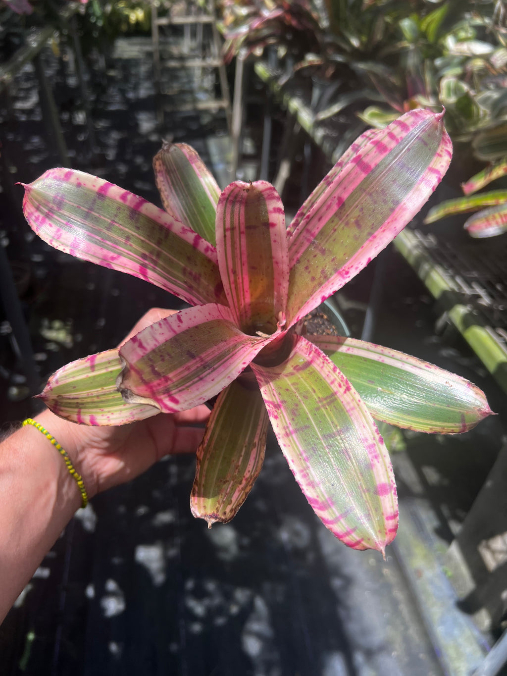 Neoregelia Tantrum