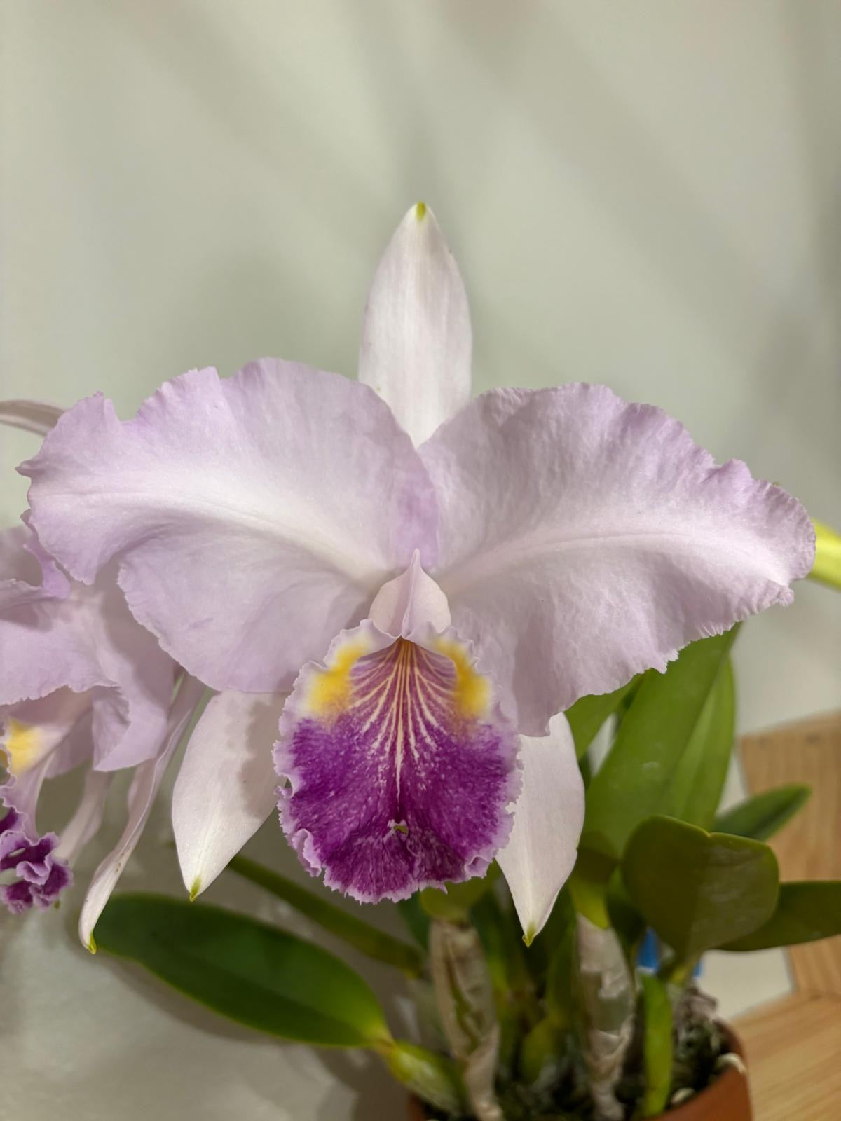 Cattleya Lueddemanniana Coerulea