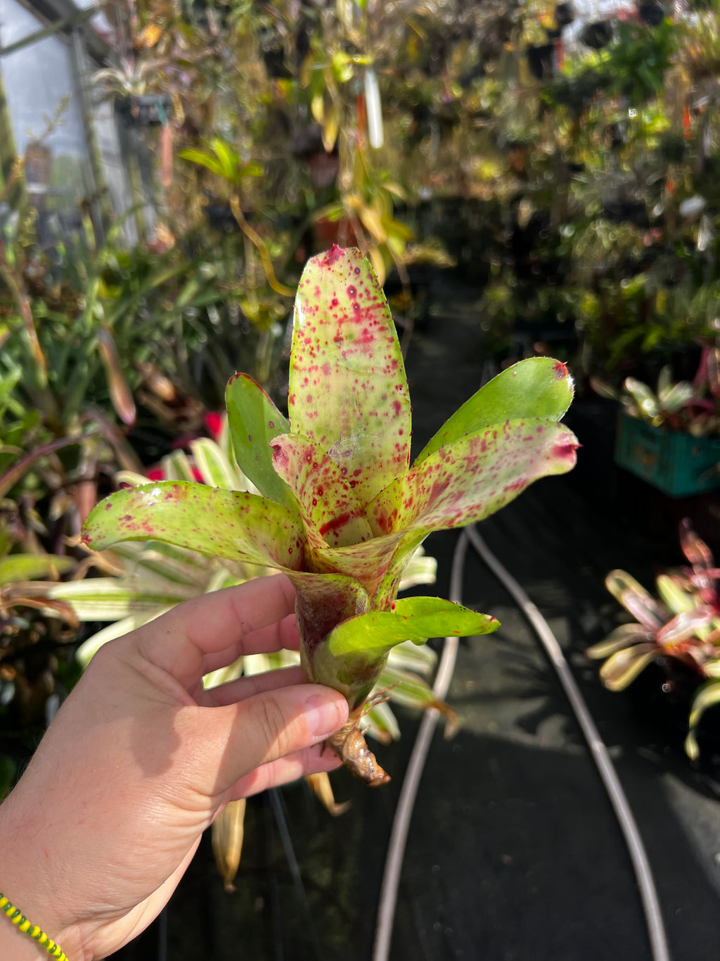Neoregelia Cherry Float