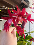 Shomburkia Crimson Flow x Heidii