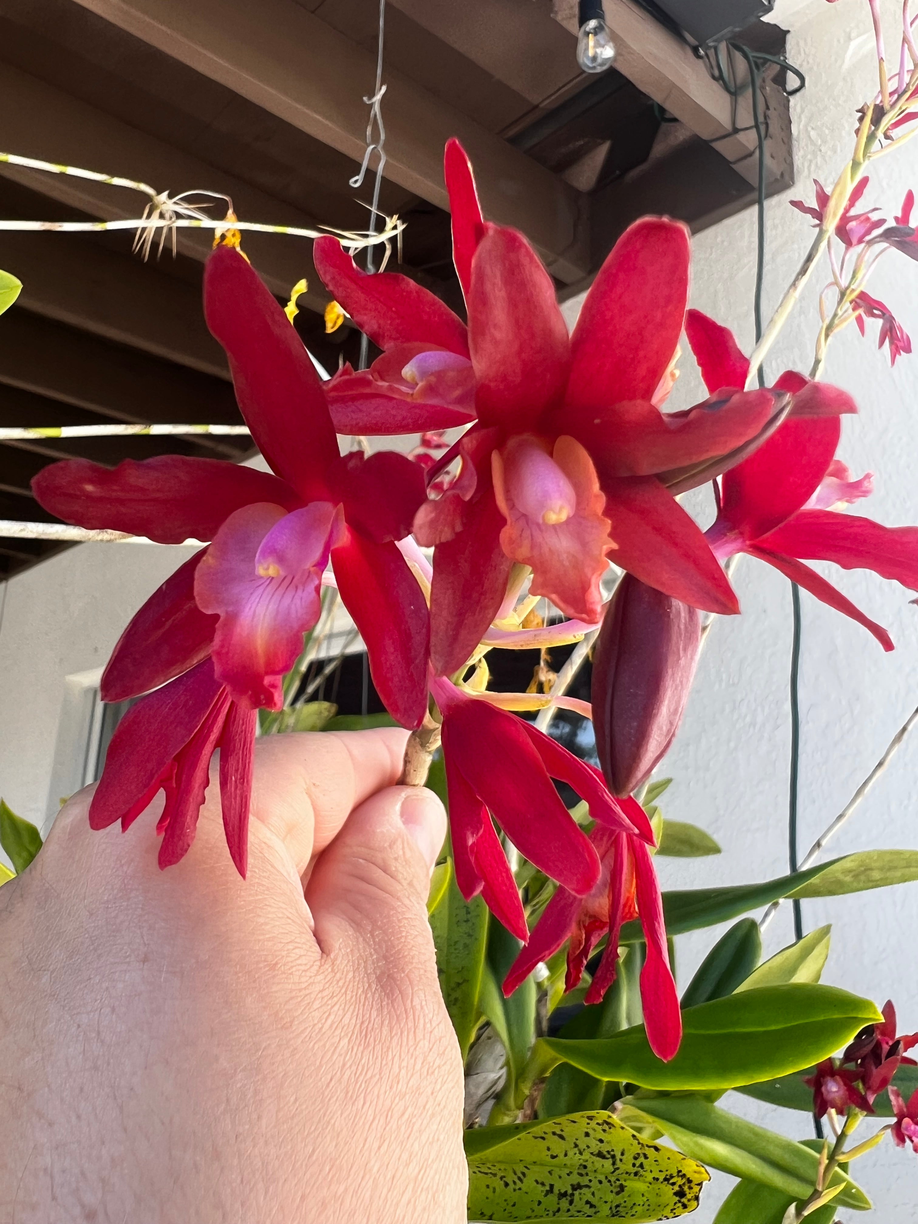 Shomburkia Crimson Flow x Heidii