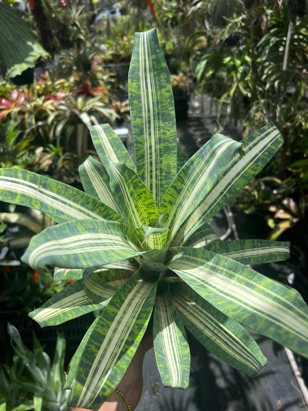 Vriesea Josepha Leon