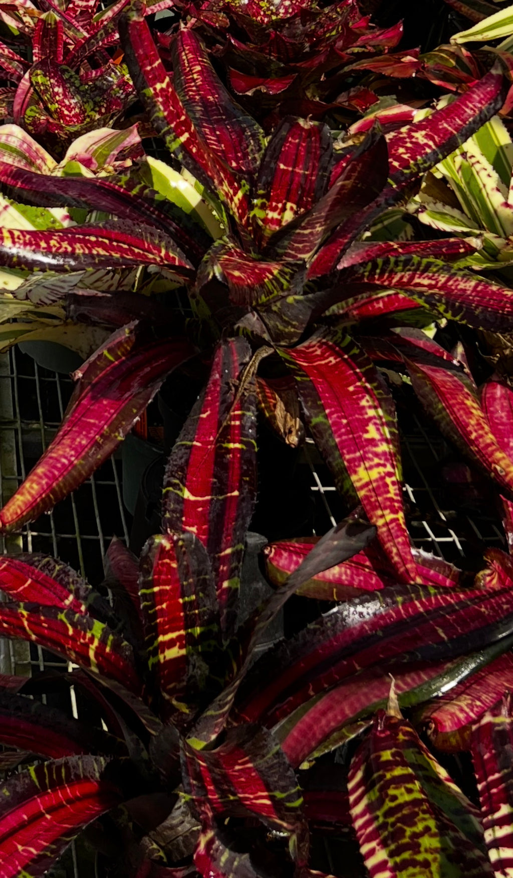 Neoregelia Wizardry “Skotak”