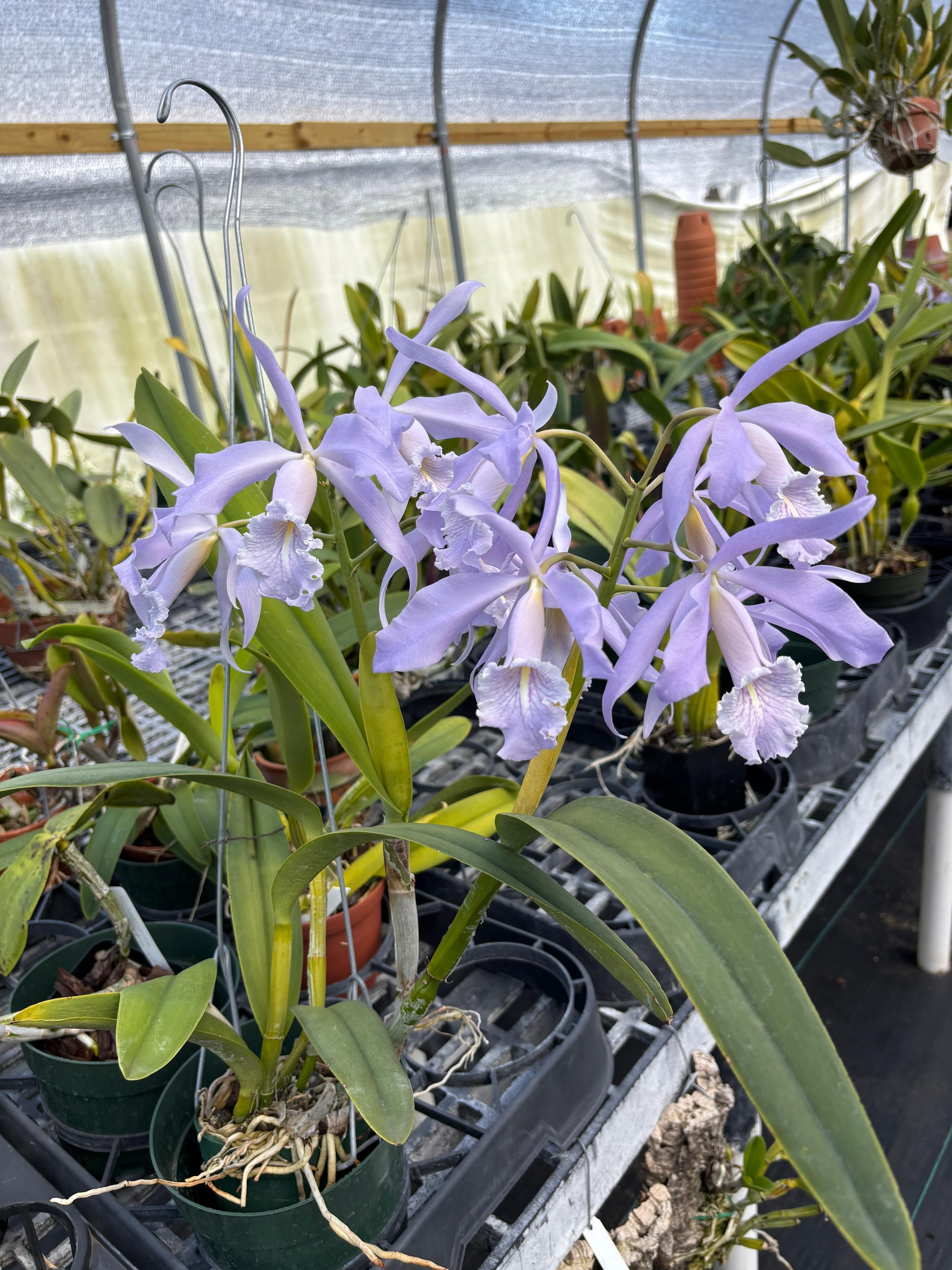 Cattleya Maxima Coerulea