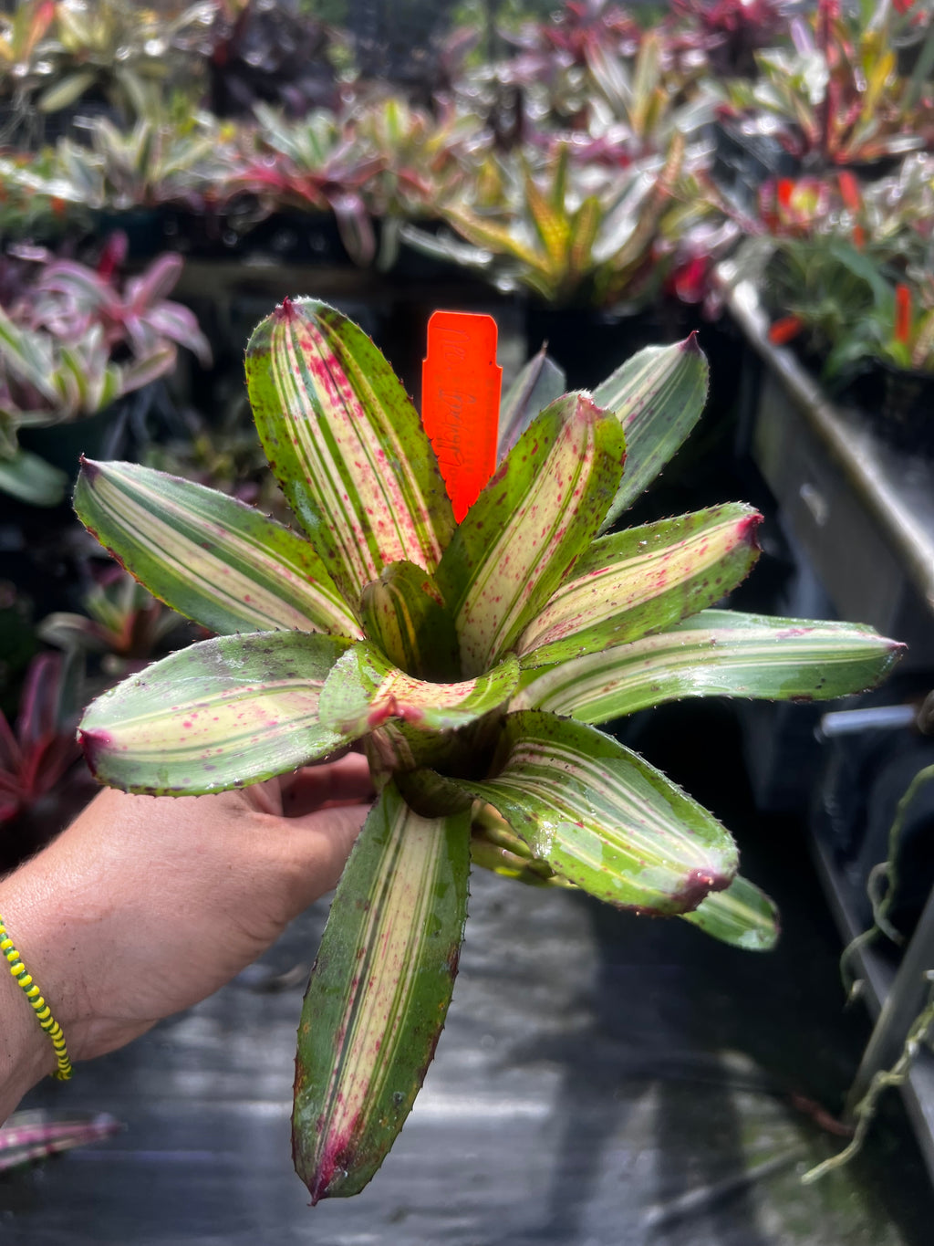 Neoregelia Bachata "Skotak"