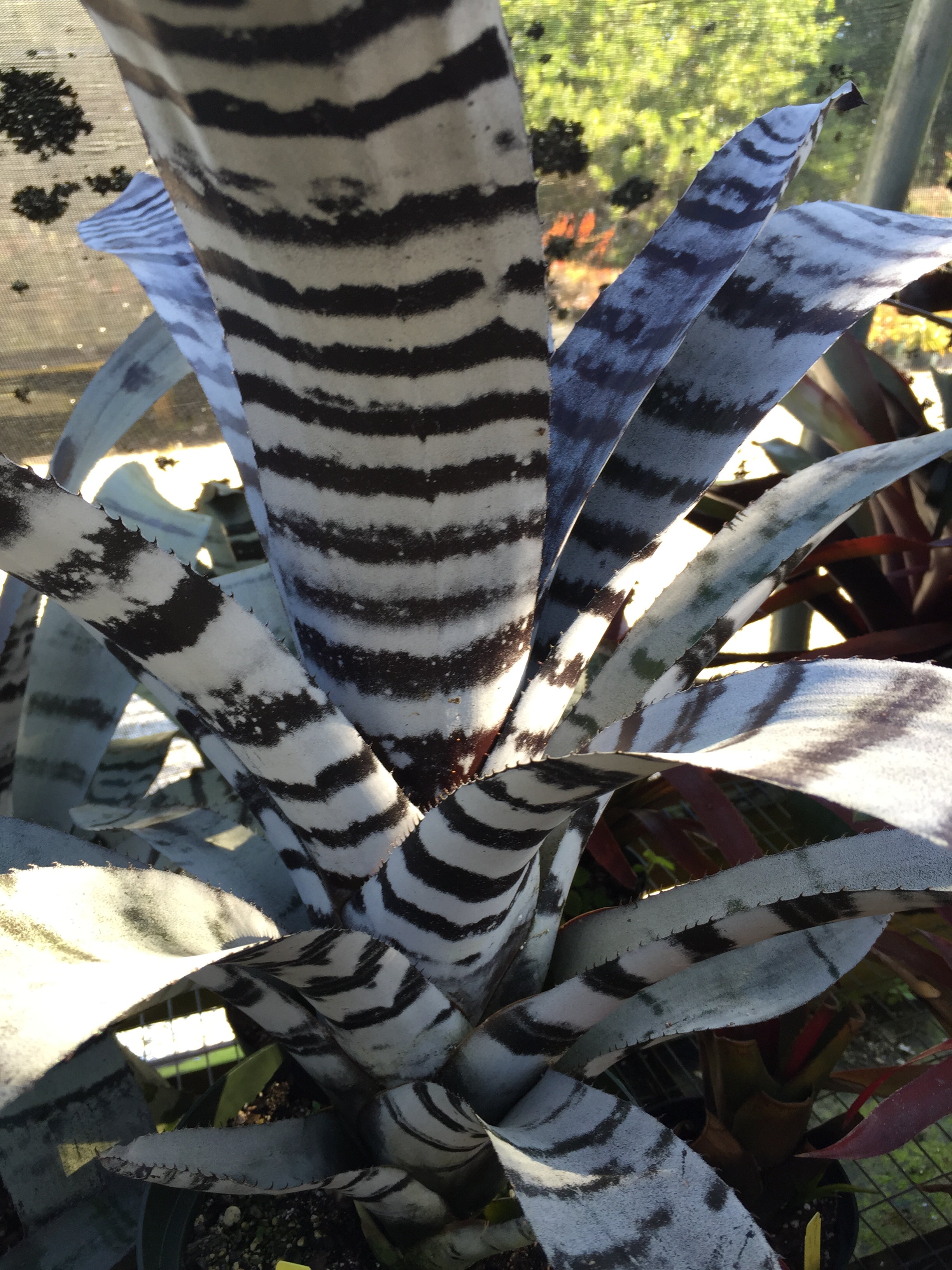 Aechmea Chantinii A-1