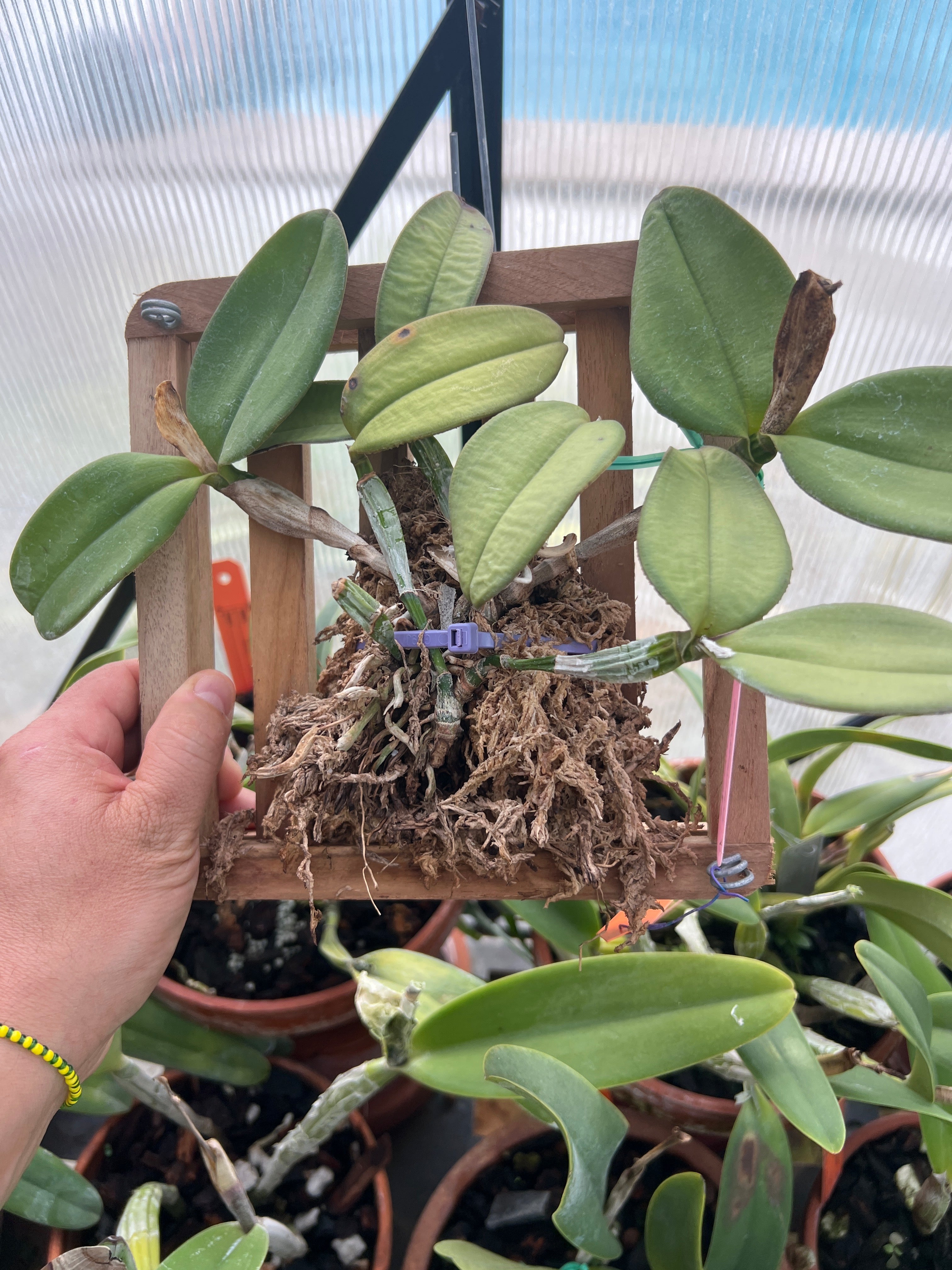 Cattleya Schilleriana Coerulea