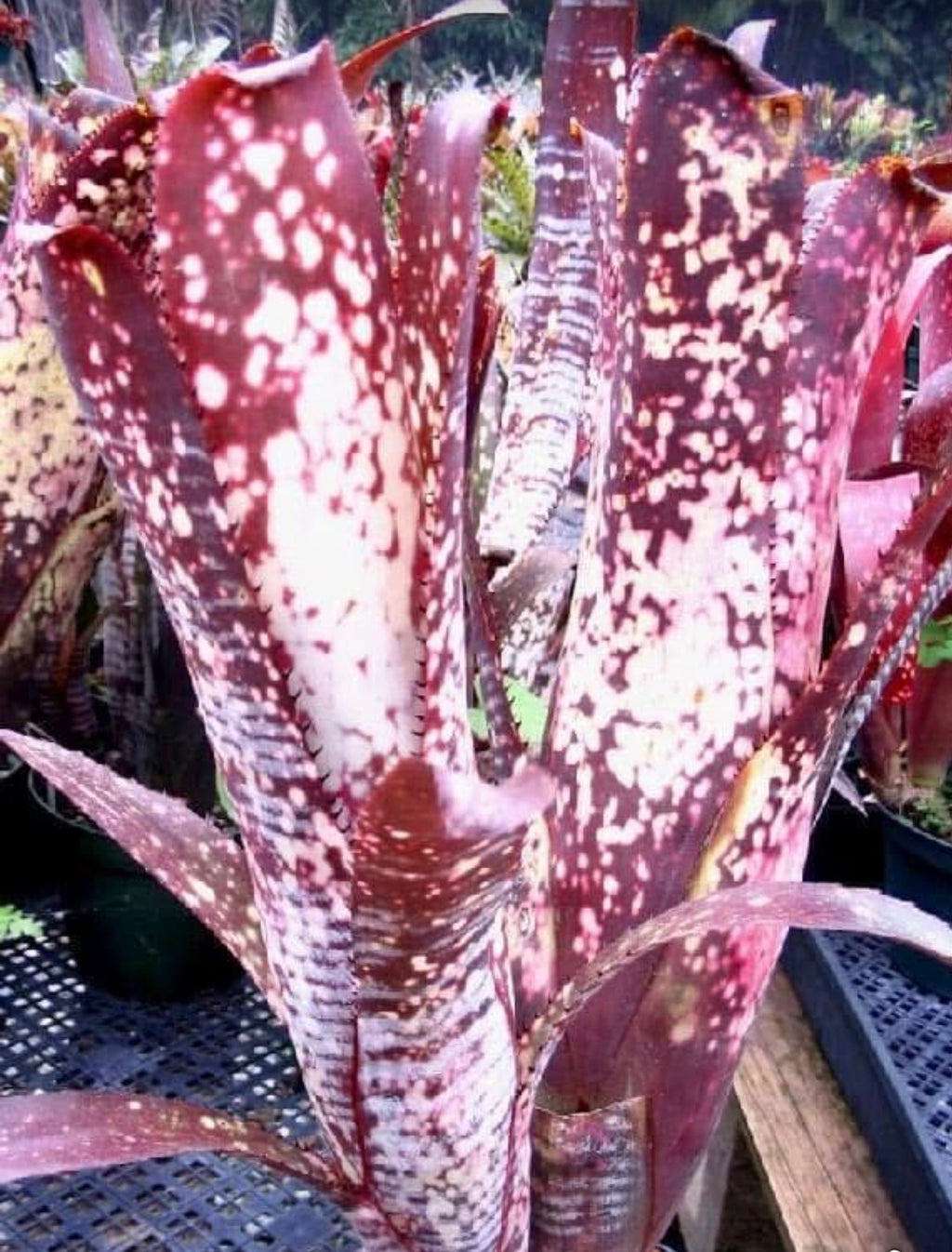 Billbergia Berry Blast “Vinzant”