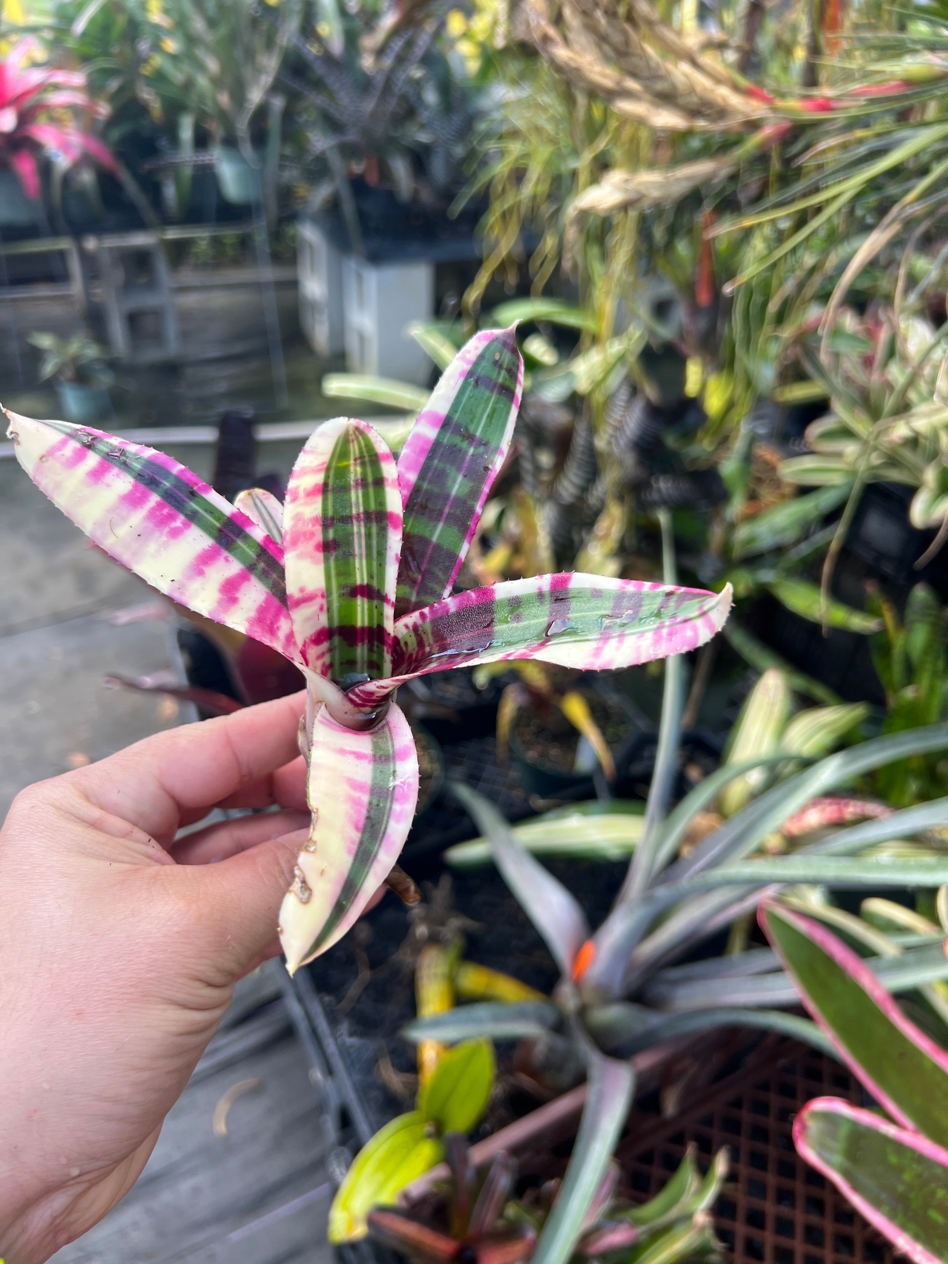Neoregelia Wild Dymano