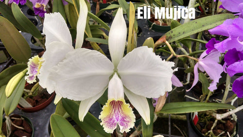 Cattleya Lueddemanniana Semi Alba  Excellente X Musica