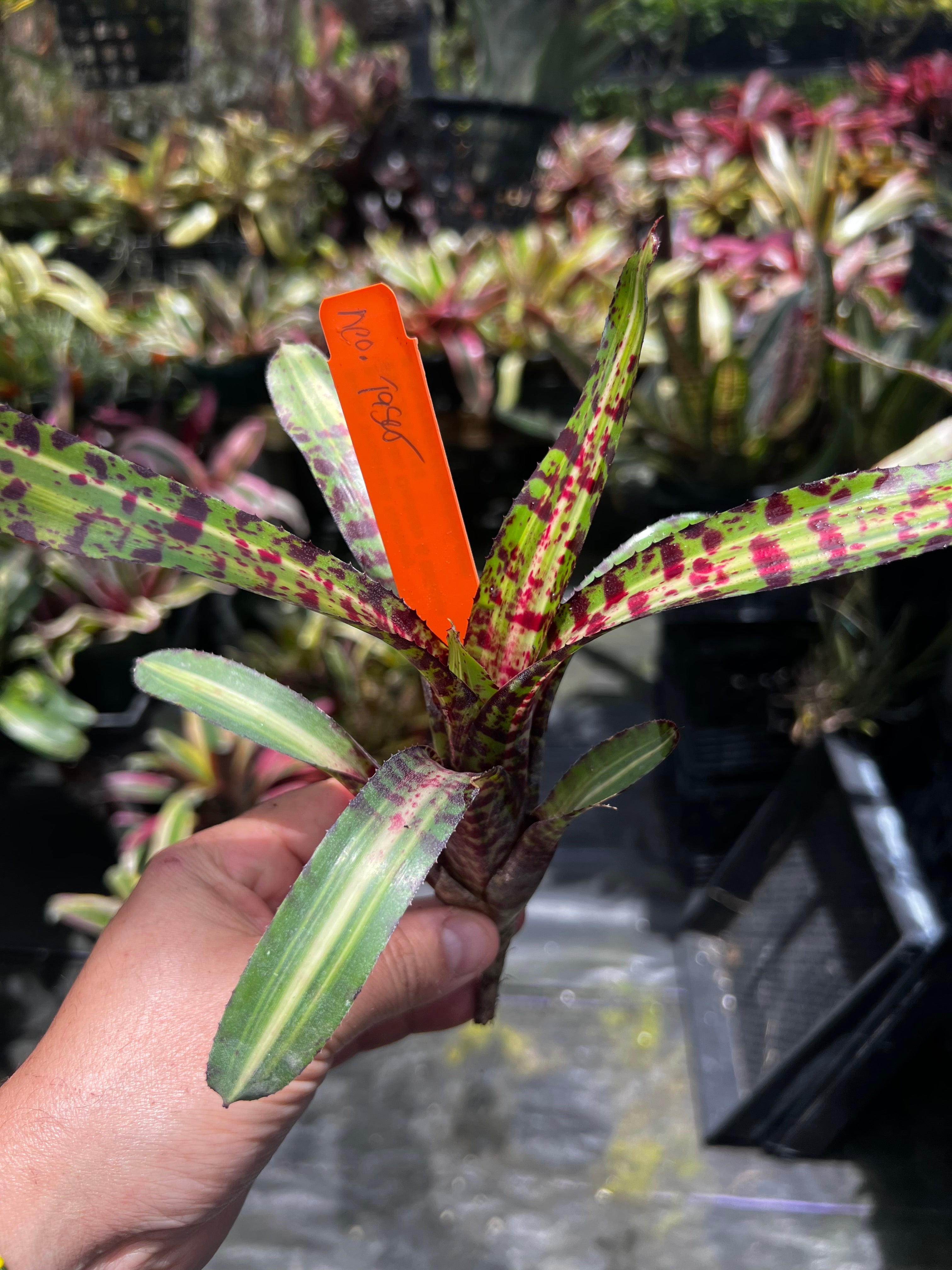 Neoregelia Taser "Skotak"