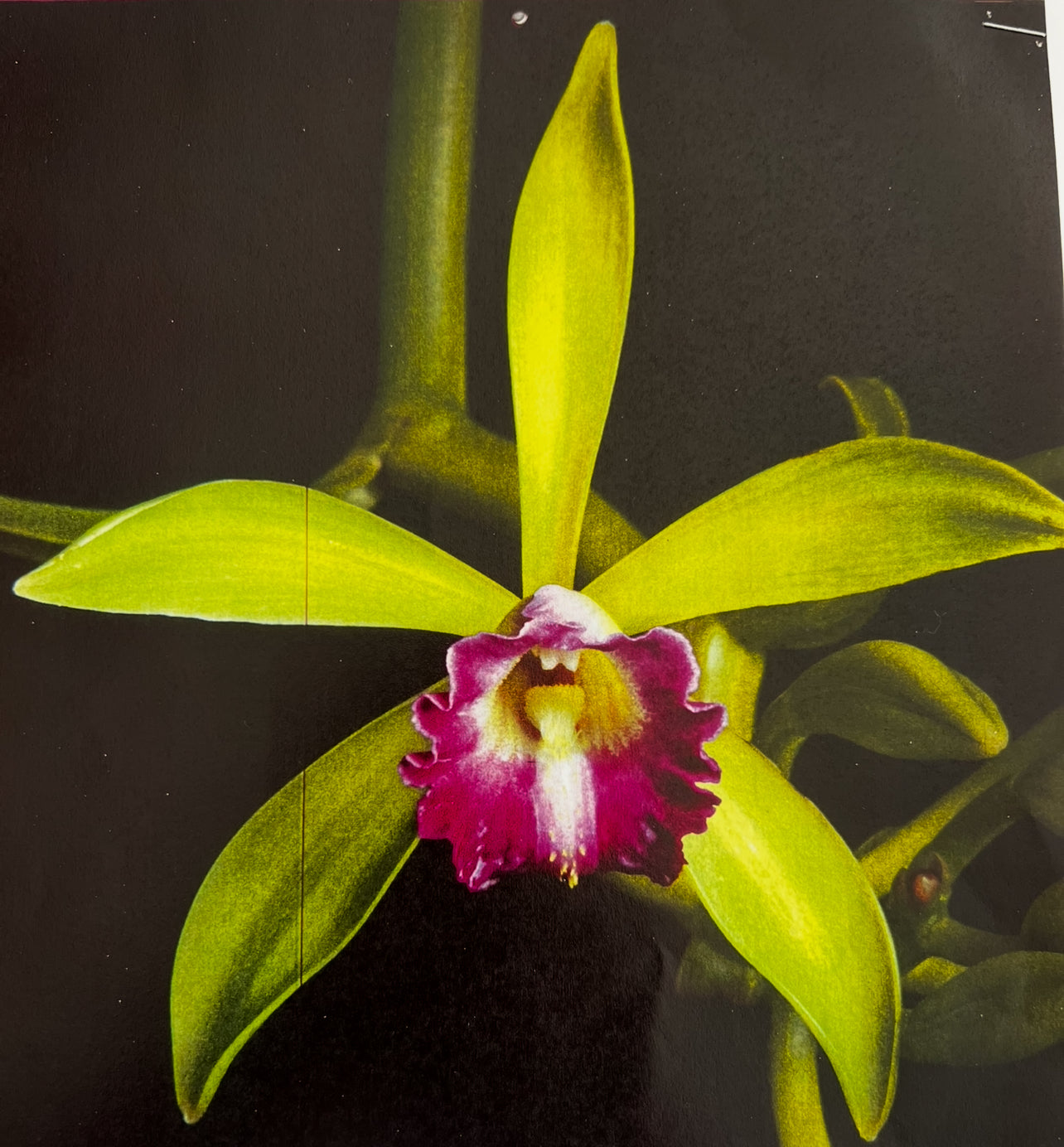 Vanilla Dilloniana “EXTREMELY RARE” FLORIDA NATIVE !!!