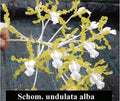 Shomburkia Undulata Alba "Grafs Emerald"