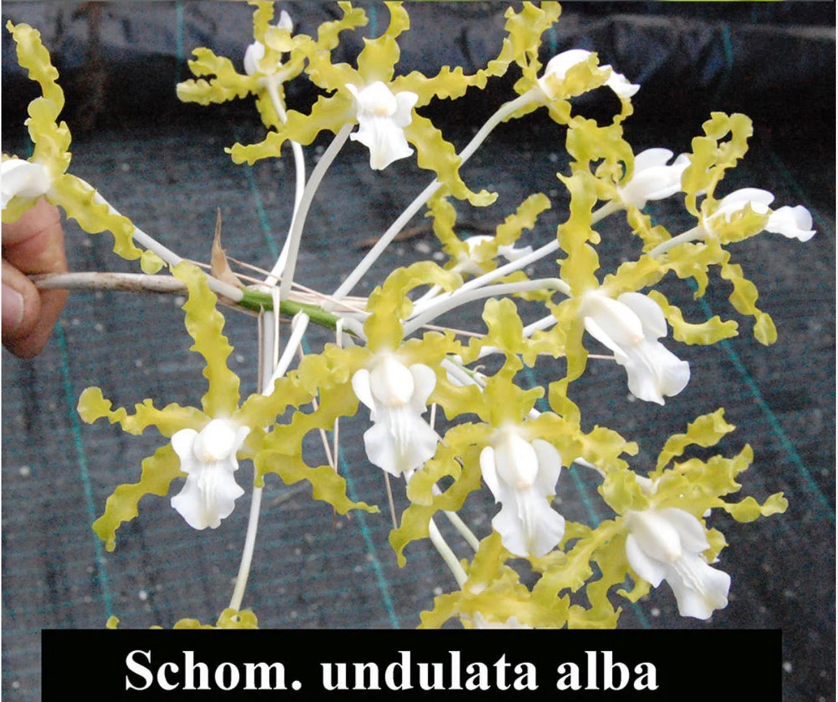 Shomburkia Undulata Alba "Grafs Emerald"