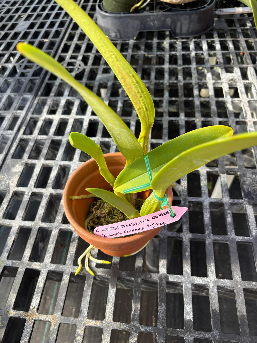 Cattleya Lueddemanniana Coerulea “Oscumare”