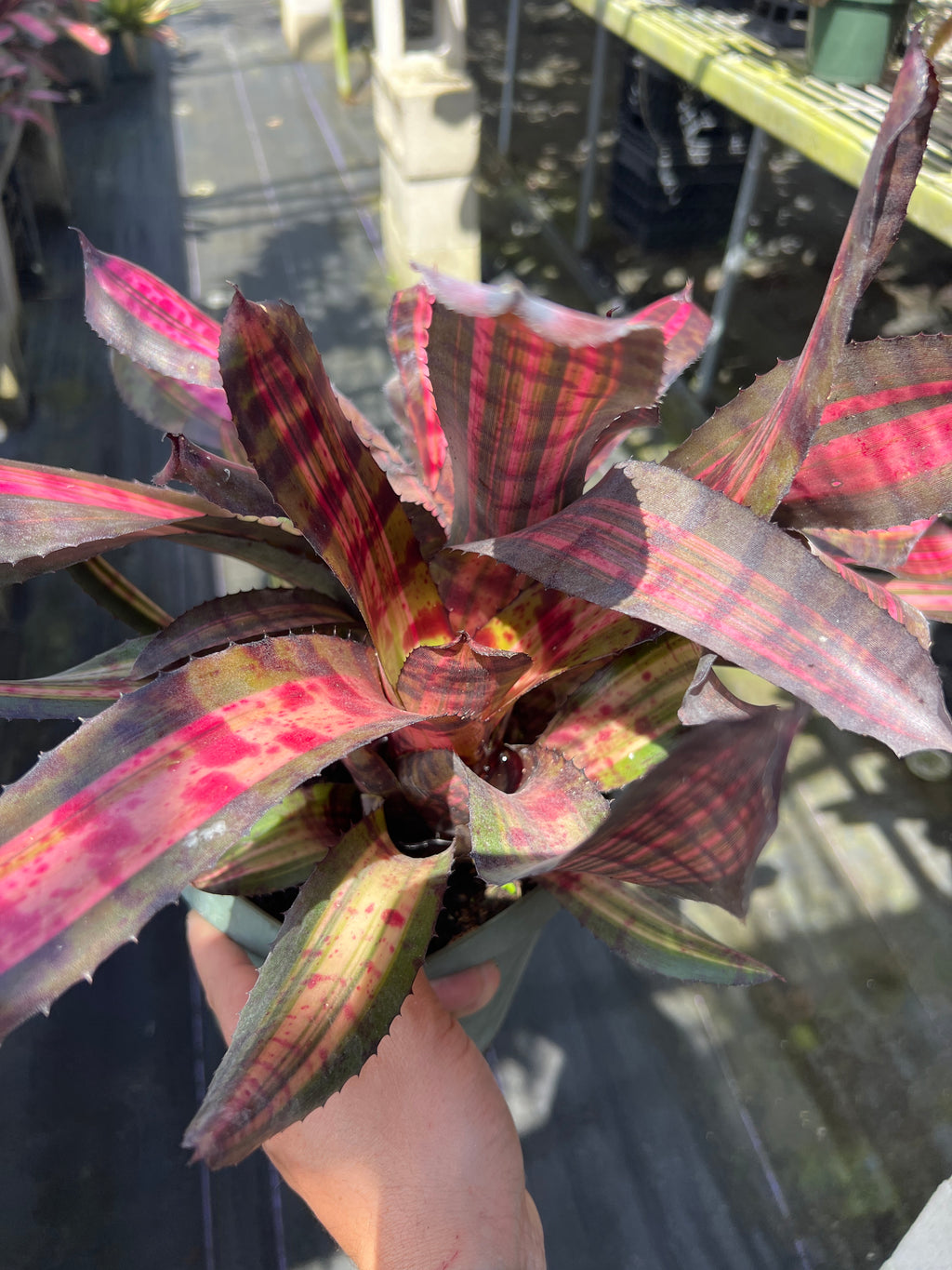 Neoregelia Legend “Skotak”
