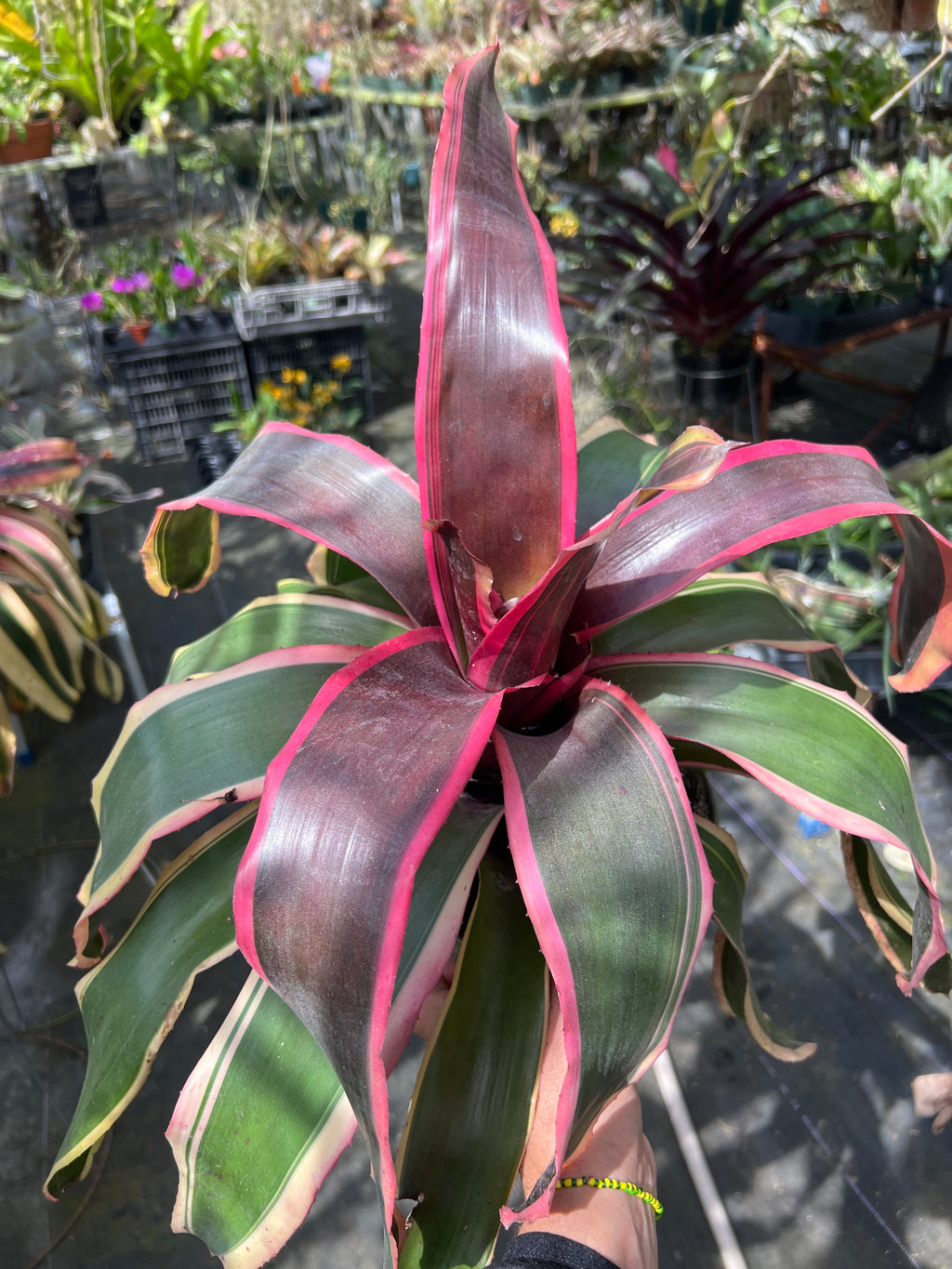 Neoregelia Chester
