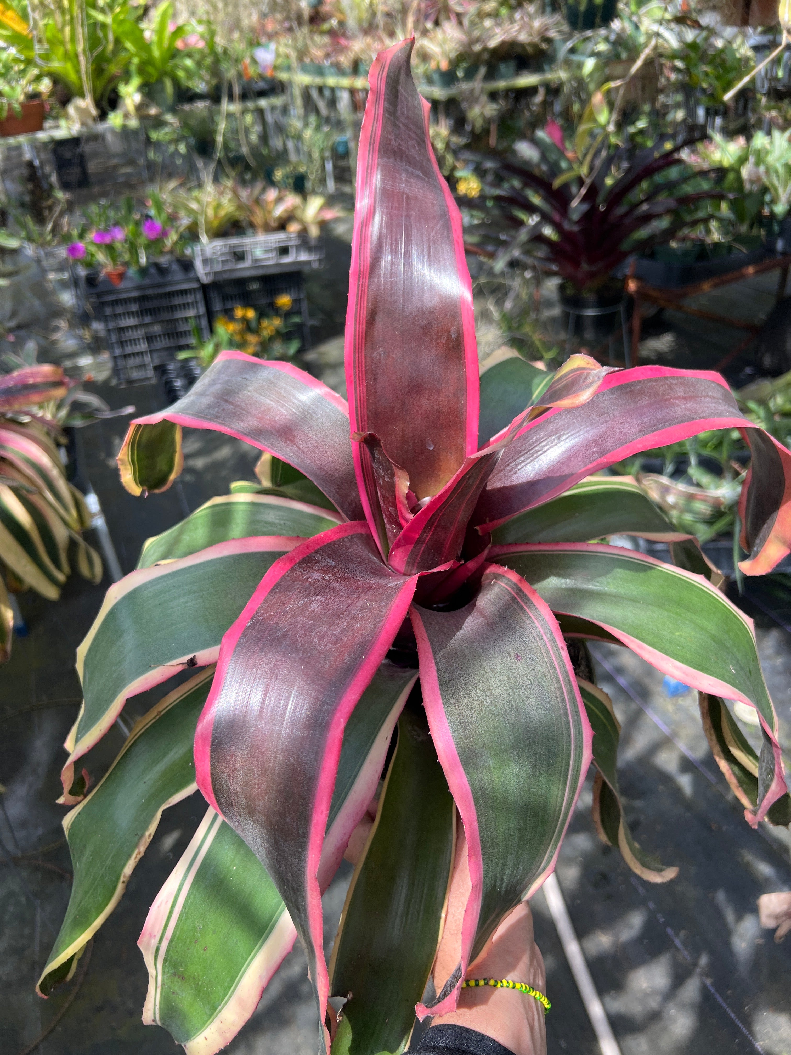 Neoregelia Chester
