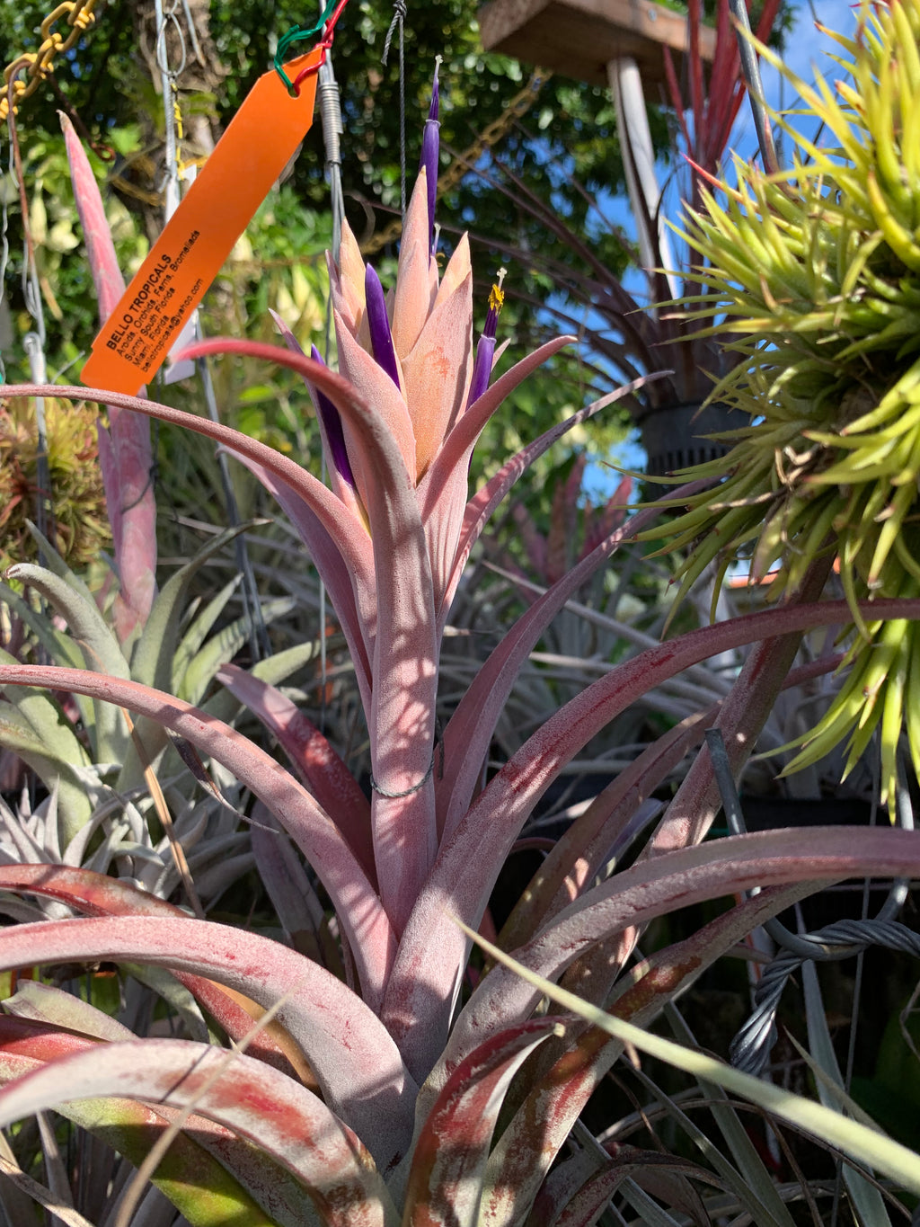 Tillandsia Michele