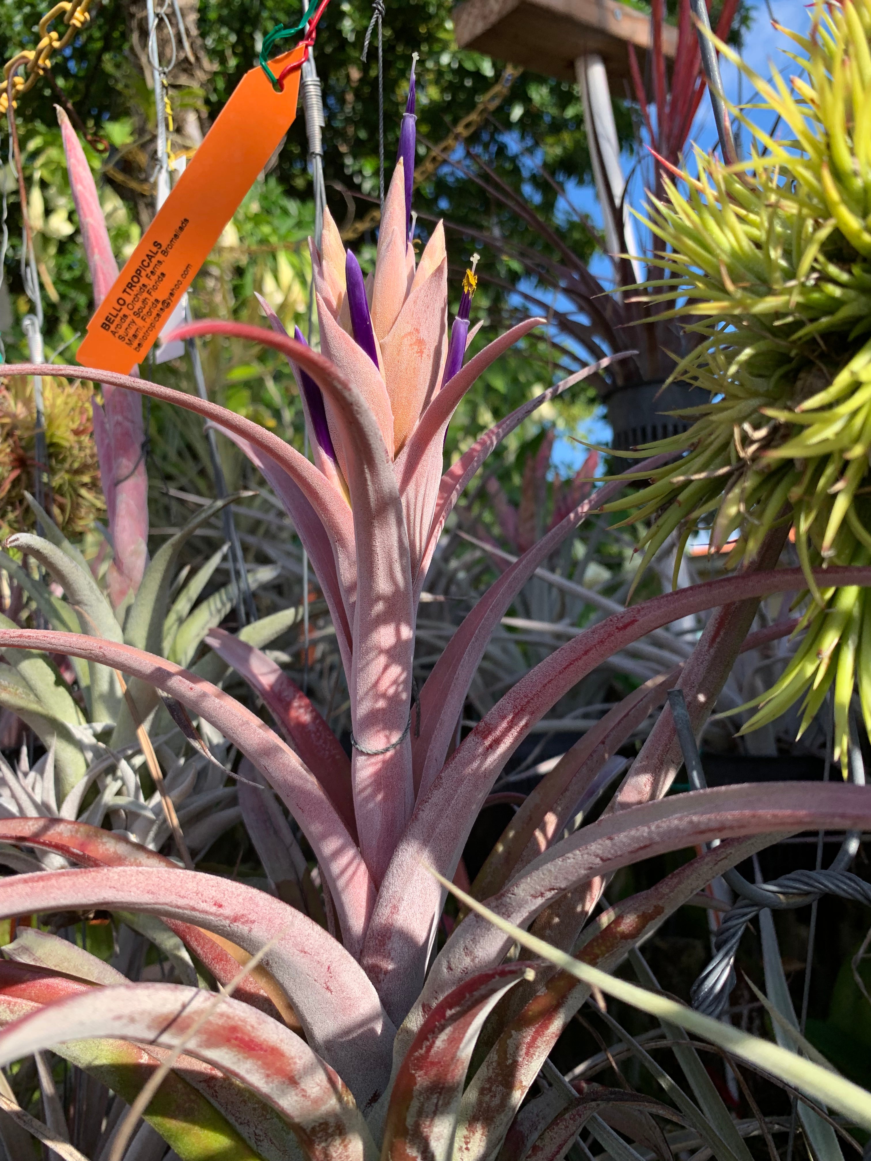 Tillandsia Michele