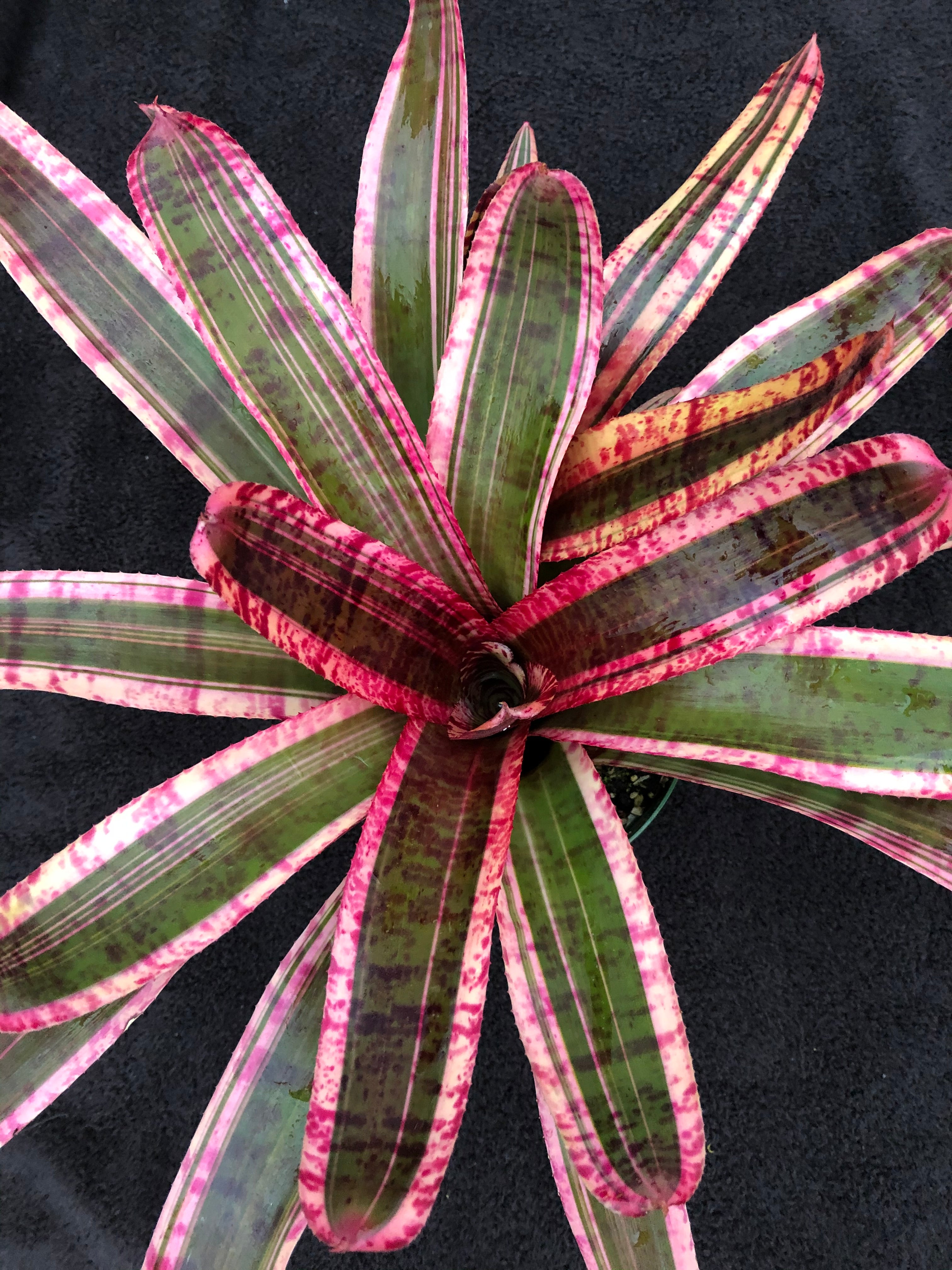 Neoregelia Electra “Skotak”