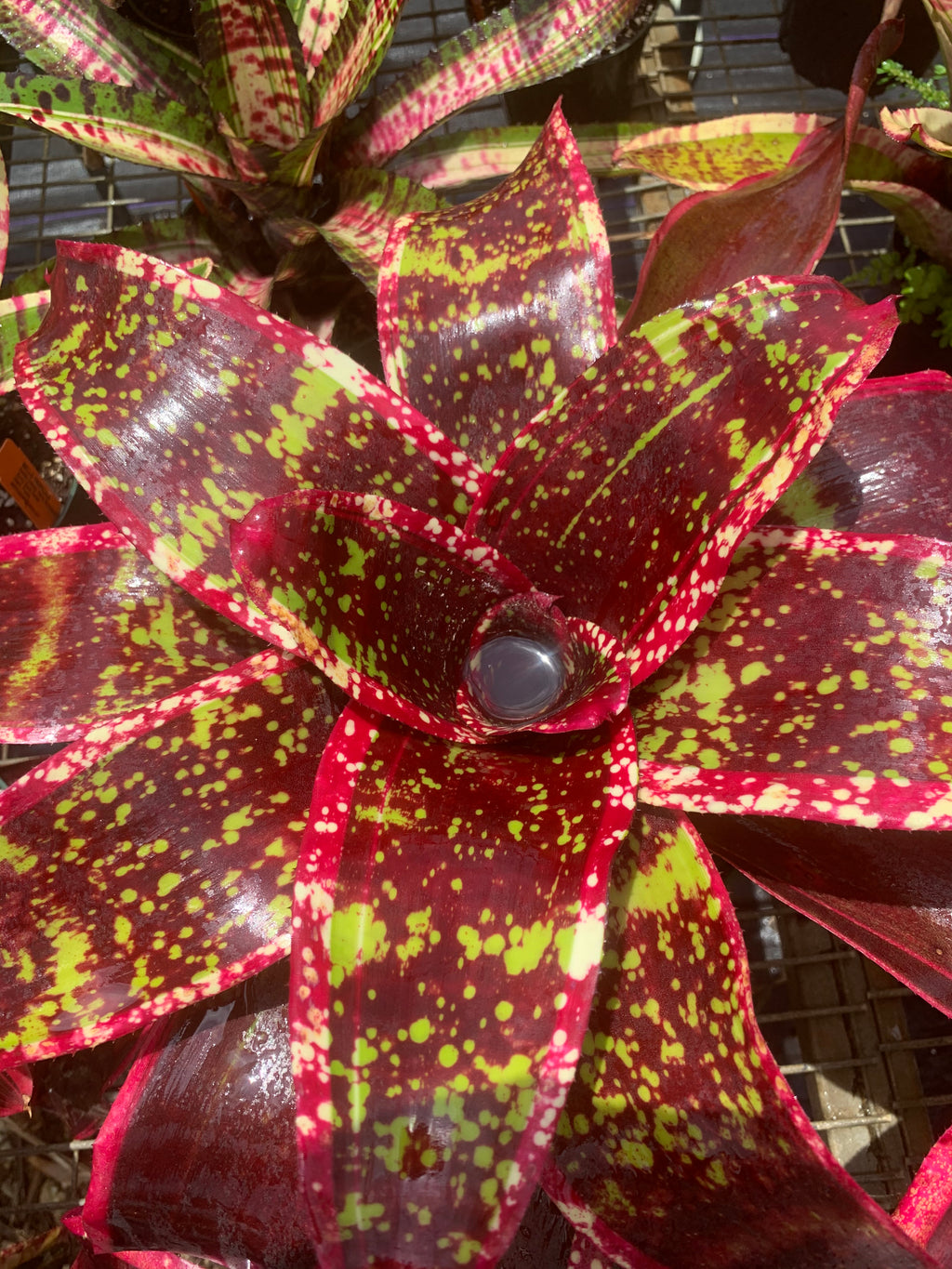 Neoregelia Majestic Beauty "Skotak"